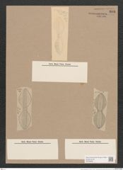 Navicula coarctata Ehrh. (de-Toni-Nr.: Genus 1, Species 263) Zeichnungen Sammlung Grunow Nr. 606 (NHMW-BOT-W0366966)